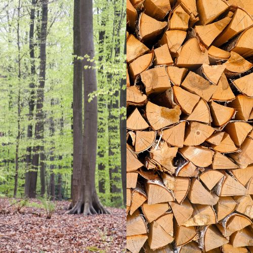 Buchenholz (ofenfertig)